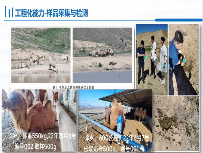 新疆駱駝乳工程技術(shù)研究中心：強(qiáng)強(qiáng)聯(lián)合，共筑駱駝乳產(chǎn)業(yè)新篇章